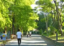 樹木の蜂の巣駆除