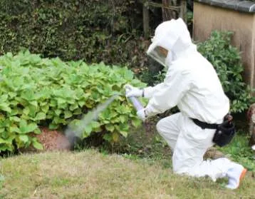 蜂の巣駆除イメージ2