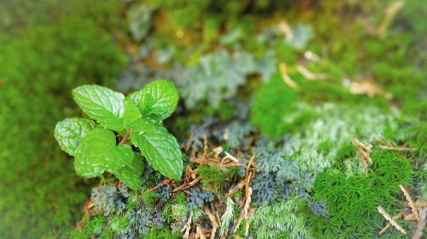 自然に優しい蜂の駆除方法